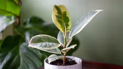 O seu ficus «parou»? O que é que ele está a tentar dizer-lhe — e como fazê-lo voltar a crescer?