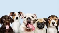 7 raças que as pessoas evitam ter: o que há de errado com elas